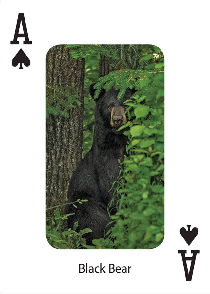 Bears Playing Cards
