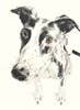 For the Love of Dogs: 25 Postcards