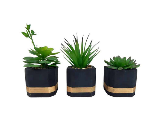 Succulents Painted Cement Pots