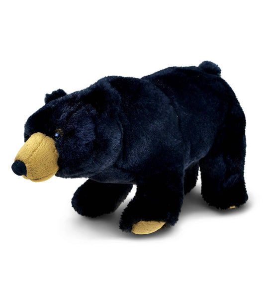 Wild Small Black Bear