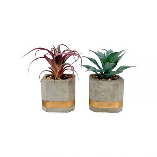 Succulents in Modern Cement Pots