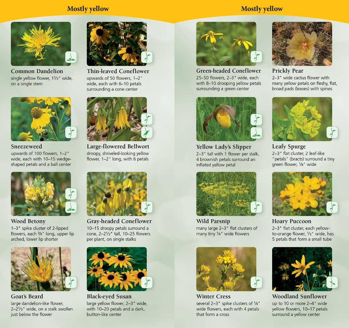 Wildflowers of Northeast Quick Guide