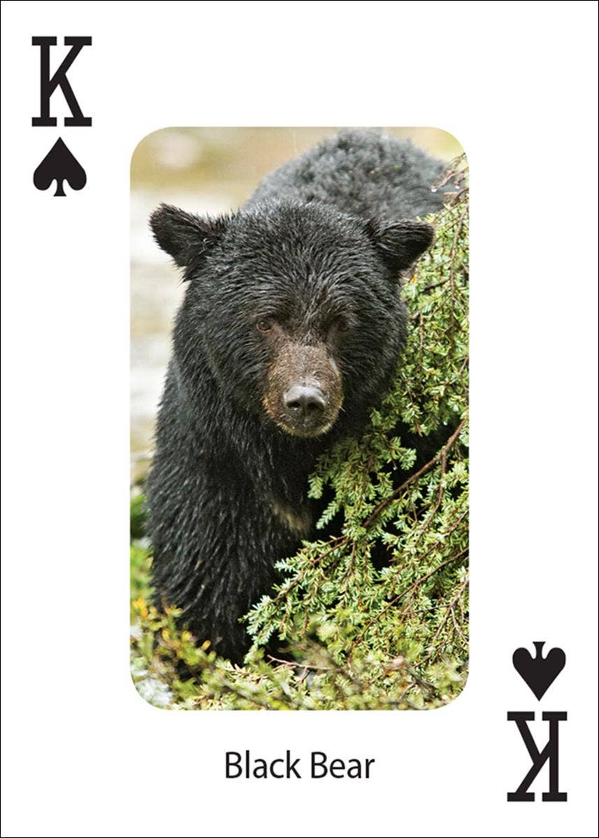 Bears Playing Cards