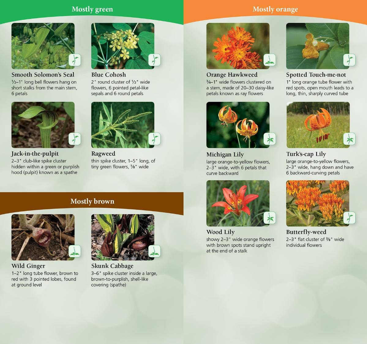 Wildflowers of Northeast Quick Guide