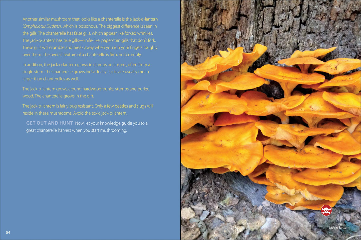 Start Mushrooming