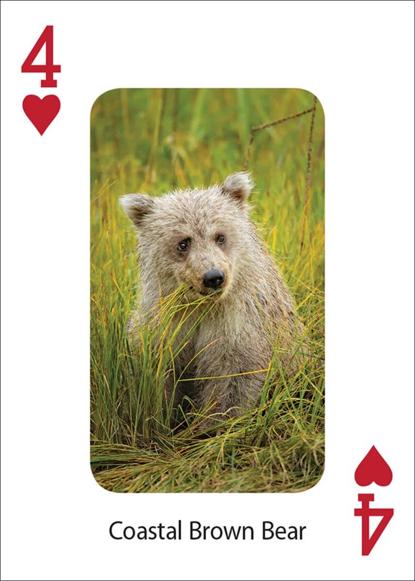 Bears Playing Cards