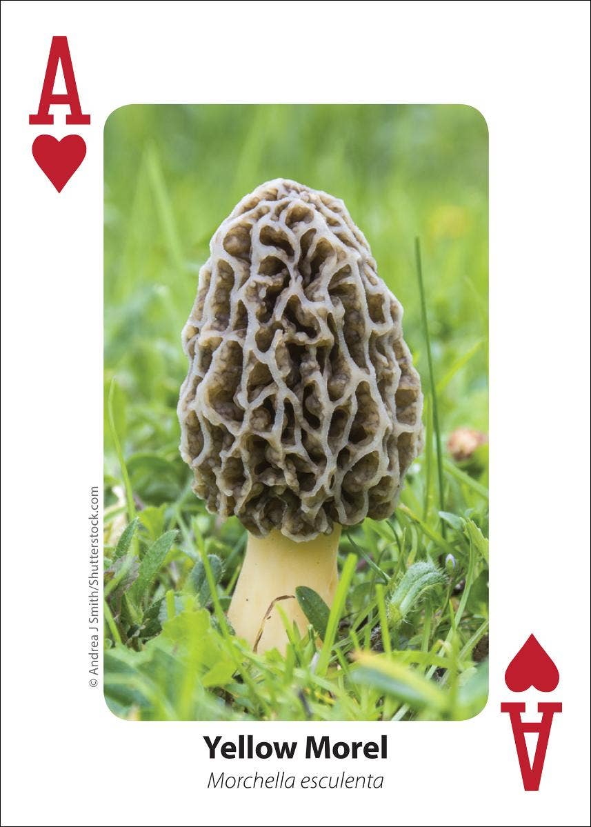 Mushrooms Playing Cards
