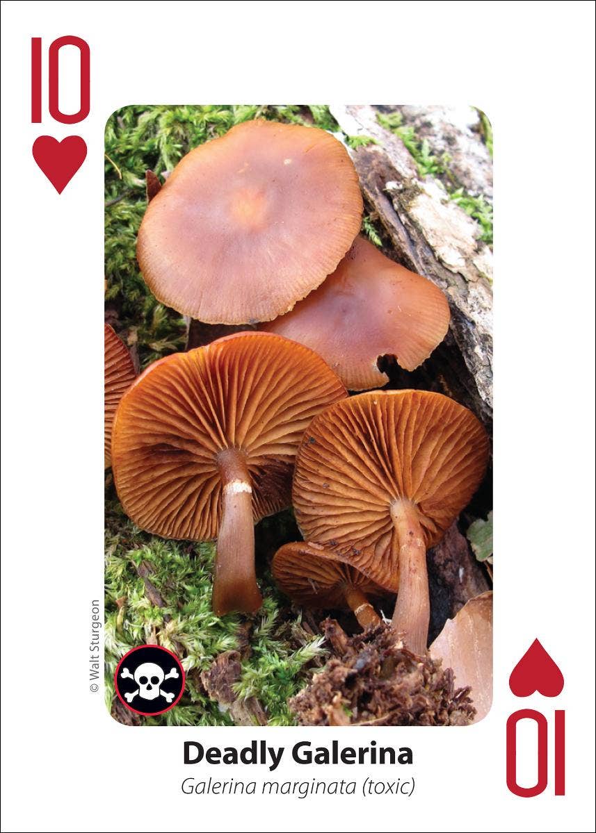 Mushrooms Playing Cards