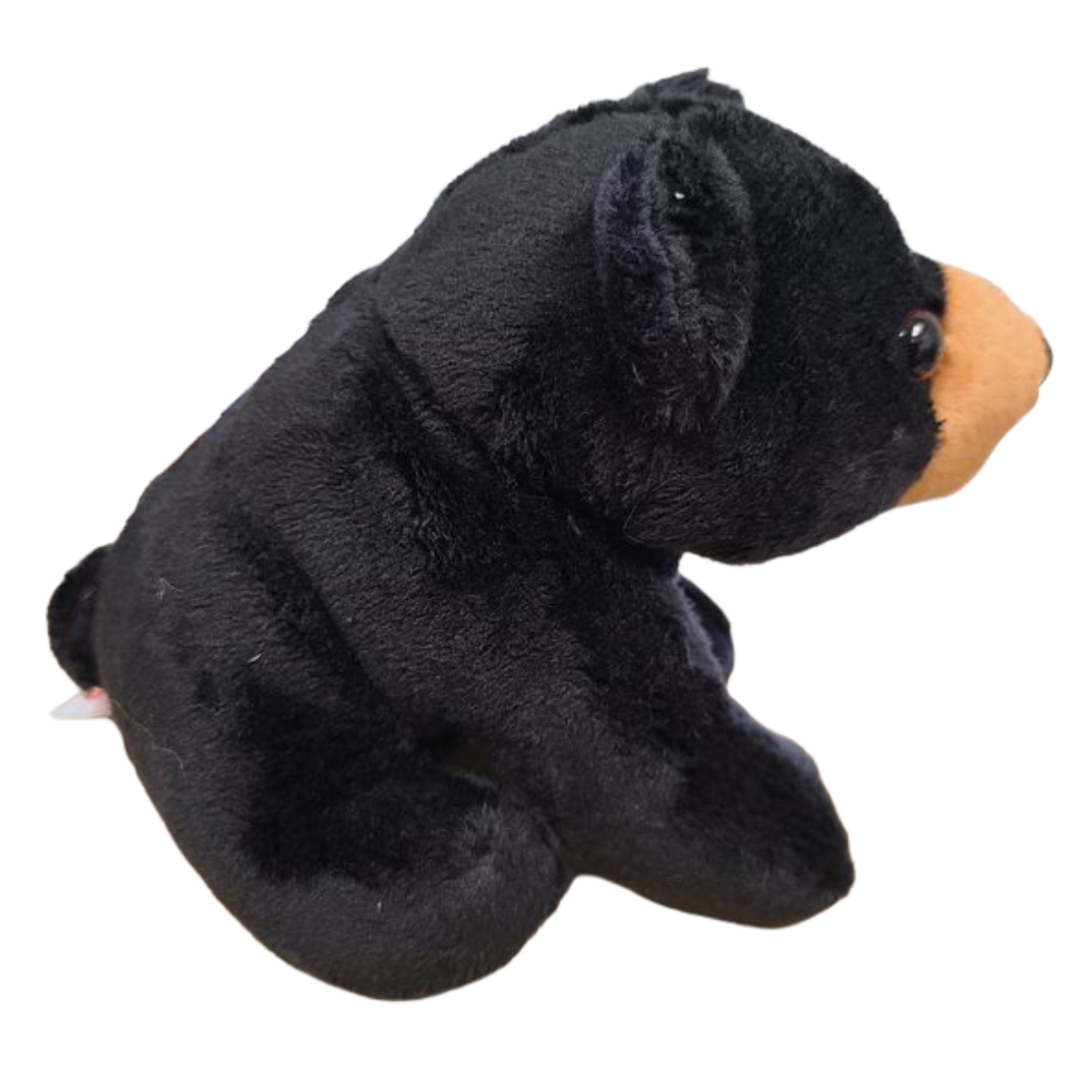 Russ the Canned Black Bear