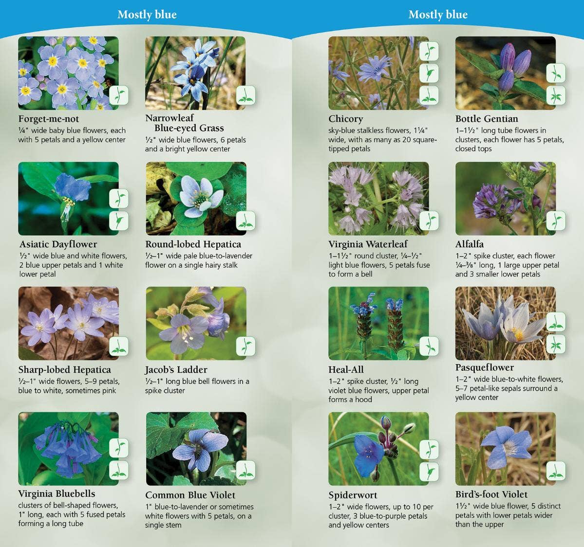 Wildflowers of Northeast Quick Guide