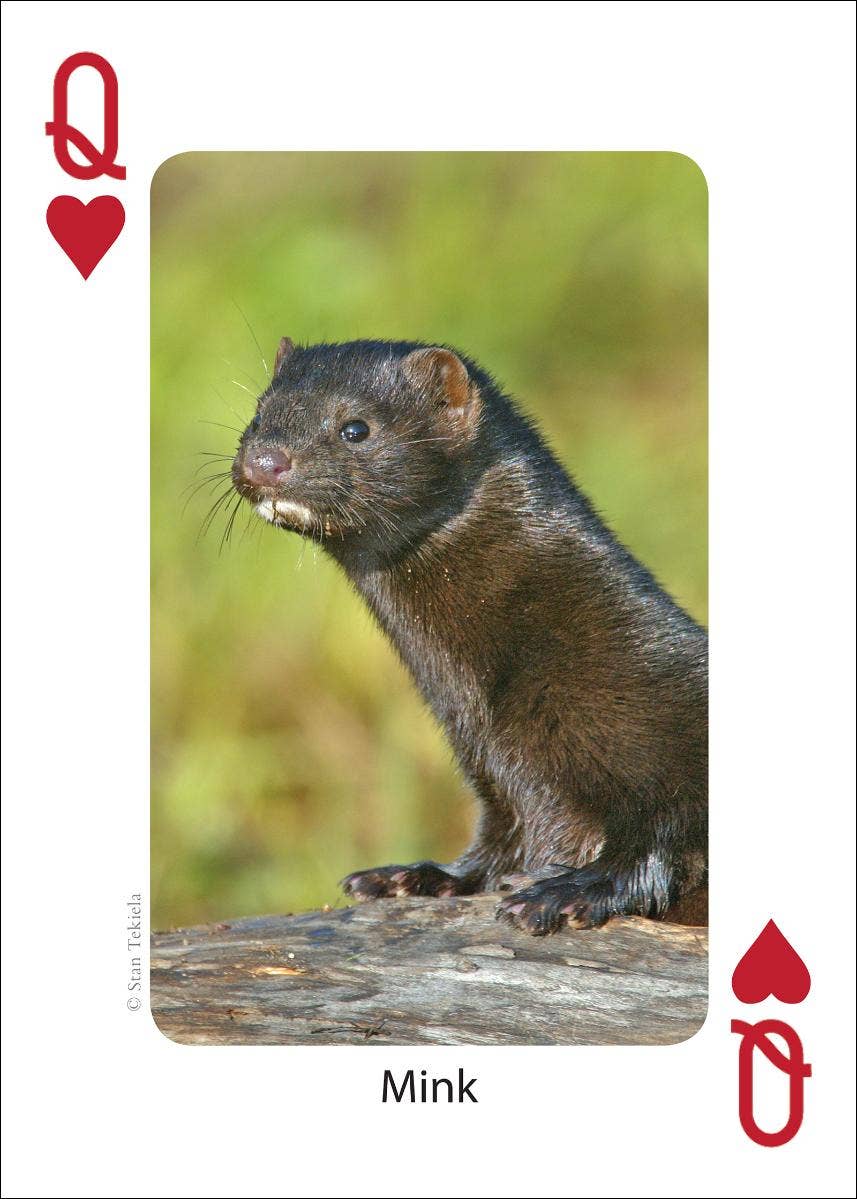 Mammals of Northeast Playing Cards