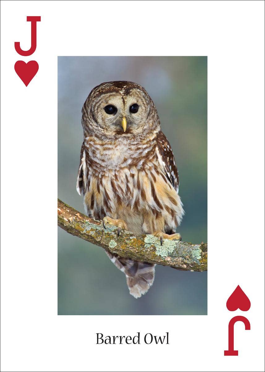 Owls Playing Cards
