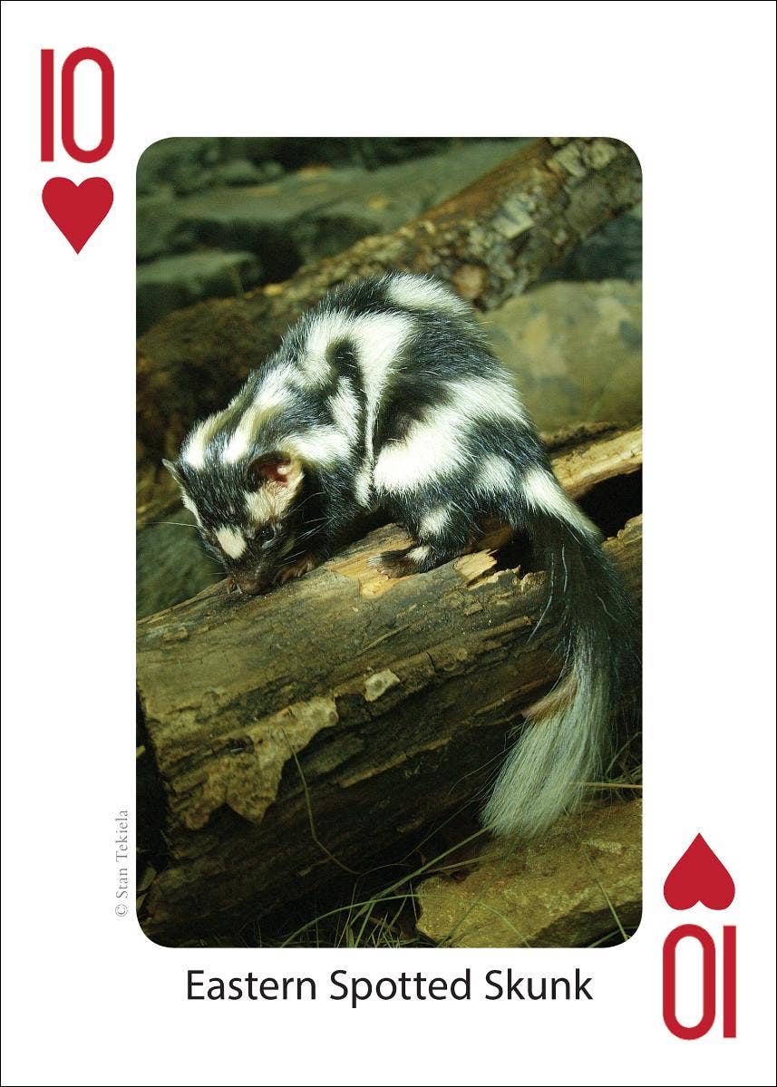 Mammals of Northeast Playing Cards