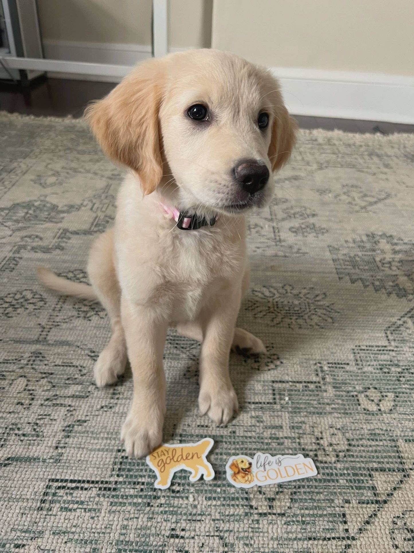 Golden Retriever Dog Sticker
