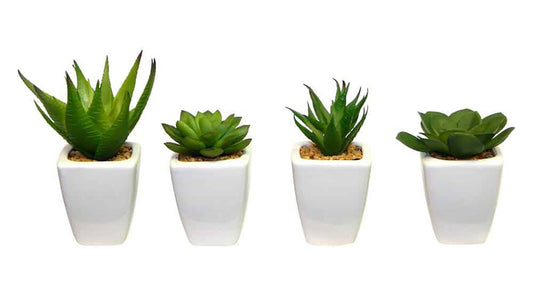 Succulents White Square Pot