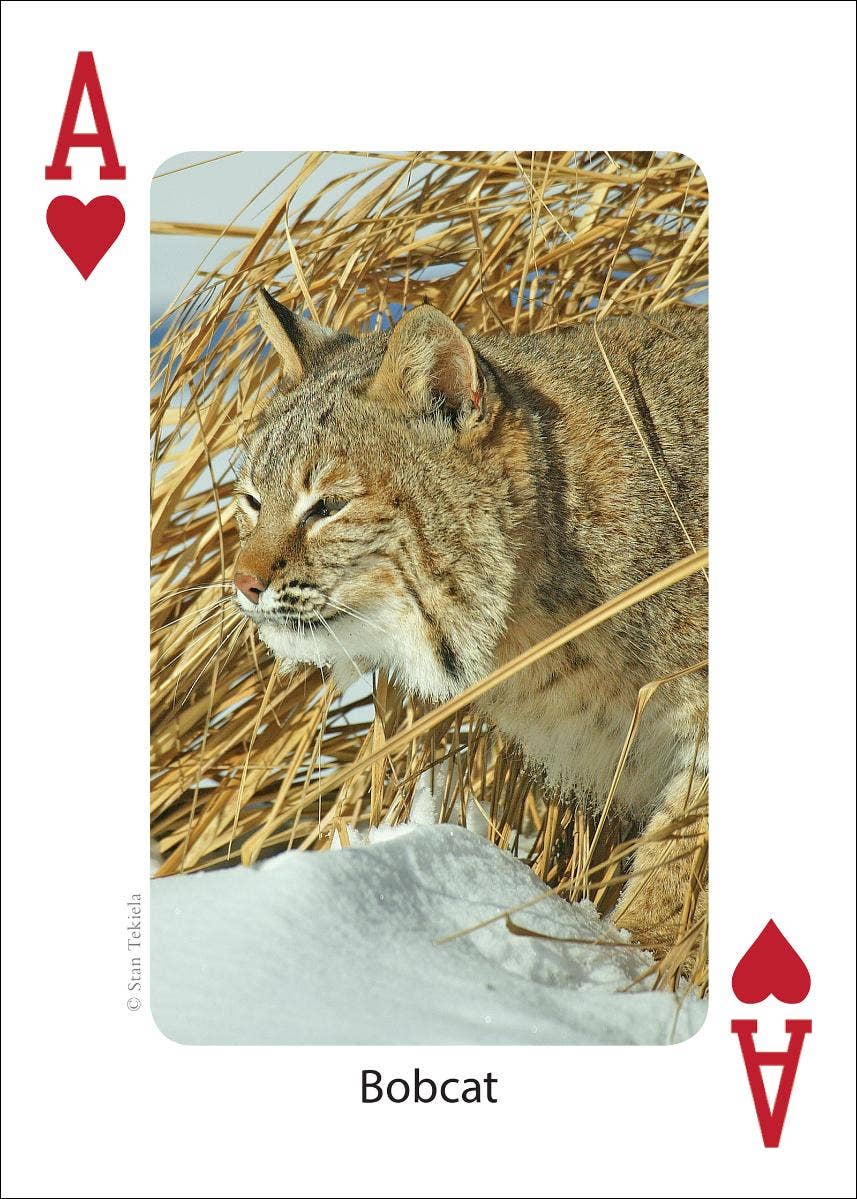 Mammals of Northeast Playing Cards