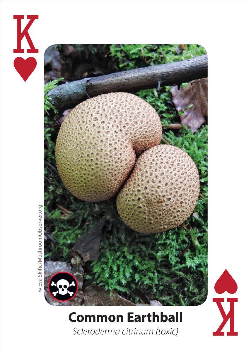 Mushrooms Playing Cards