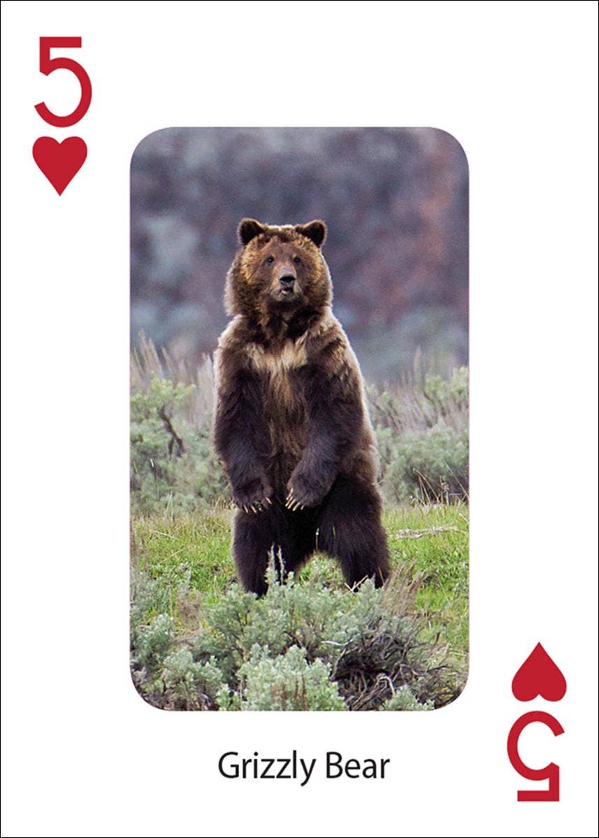 Bears Playing Cards