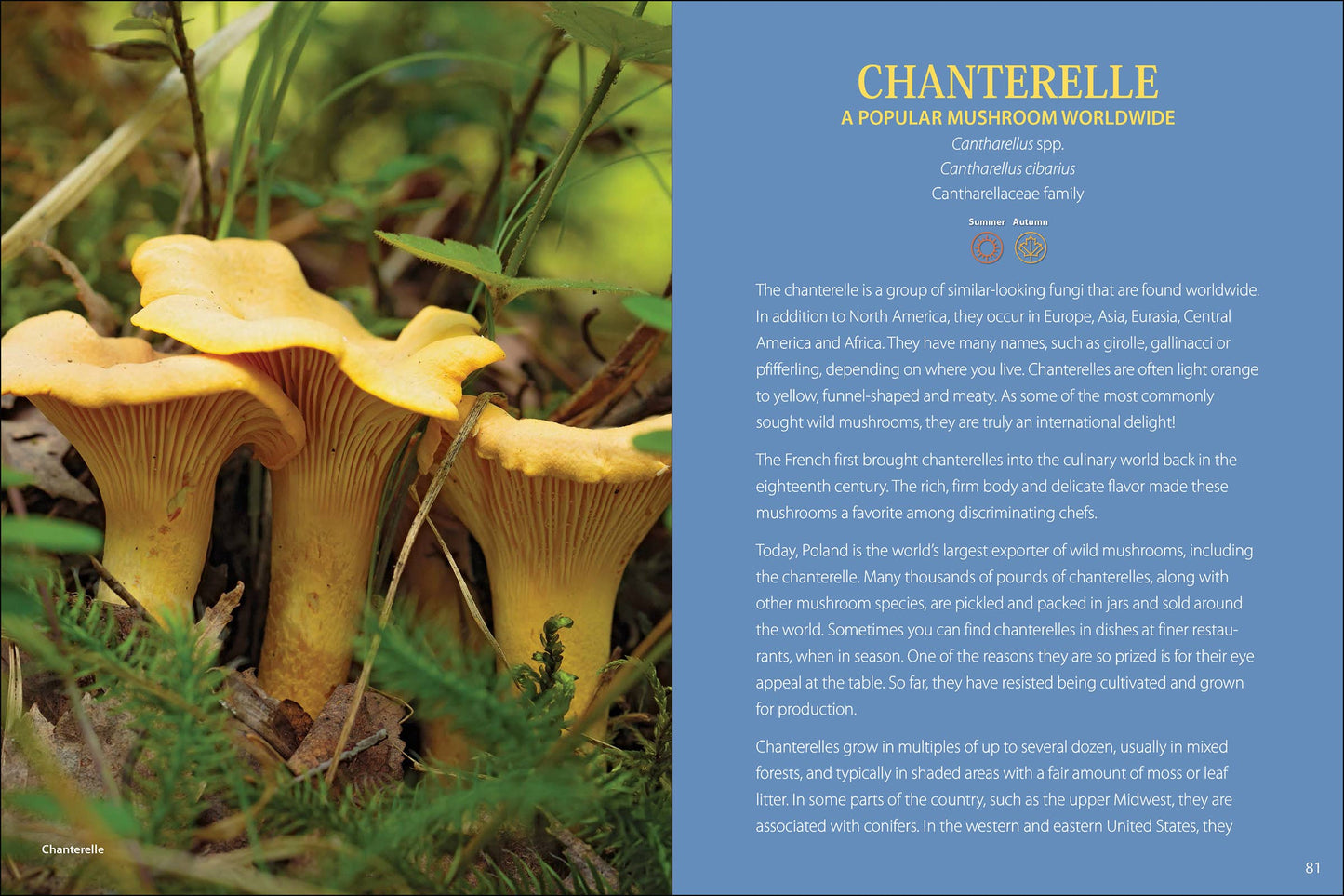 Start Mushrooming