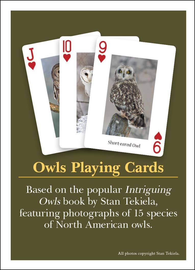 Owls Playing Cards